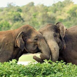Udawalawe National Park - Top Destination in Sri Lanka