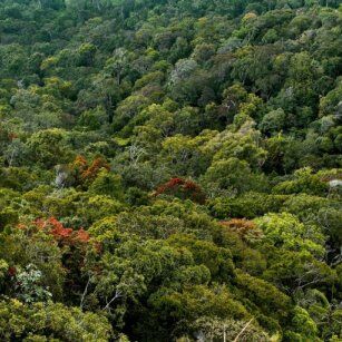 Sinharaja Forest Reserve - Top Destination in Sri Lanka