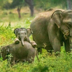 Yala National Park - Top Destination in Sri Lanka
