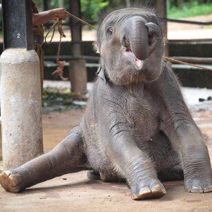 Pinnawala Elephant Orphanage - Top Destination in Sri Lanka