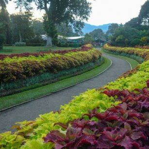 Royal Botanical Garden - Top Destination in Sri Lanka