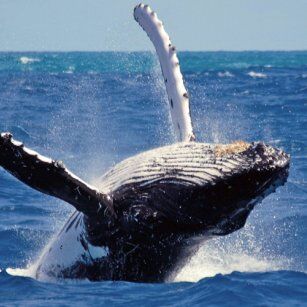 07 Day Experience in Sri Lanka - Go Lanka Tour
