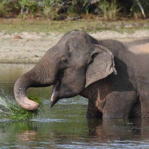 11 Day Experience in Sri Lanka - Go Lanka Tour