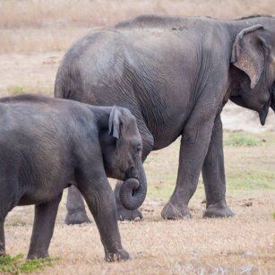 11 Day Experience in Sri Lanka - Go Lanka Tour