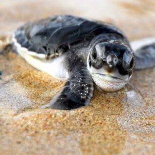 10 Day Experience in Sri Lanka - Go Lanka Tour