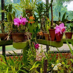 08 Day Experience in Sri Lanka - Go Lanka Tour