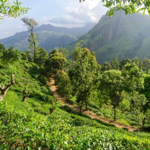10 Day Experience in Sri Lanka - Go Lanka Tour