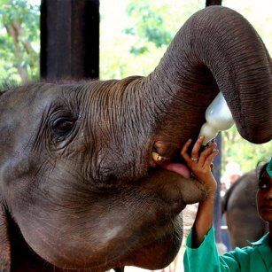 Kandy Day Tour Experience in Sri Lanka - Go Lanka Tour
