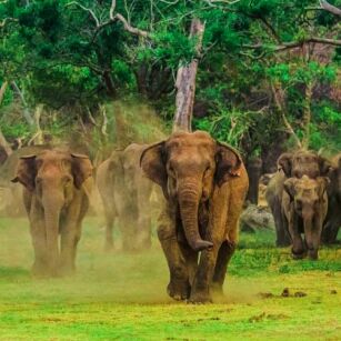 04 Day Experience in Sri Lanka - Go Lanka Tour