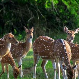 04 Day Experience in Sri Lanka - Go Lanka Tour